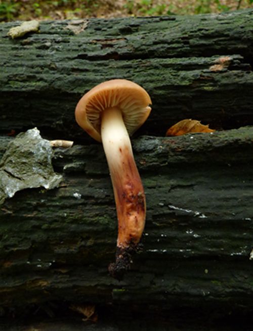 Showing the stipe colourations and general shape for shorter caps in smaller groups.